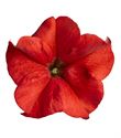 Bild von Petunia P9 Red